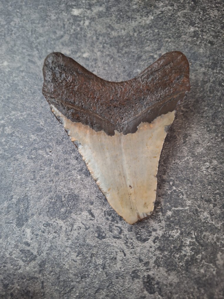 Mégalodon - Dent fossile - 10.7 cm - 8.4 cm #1.0