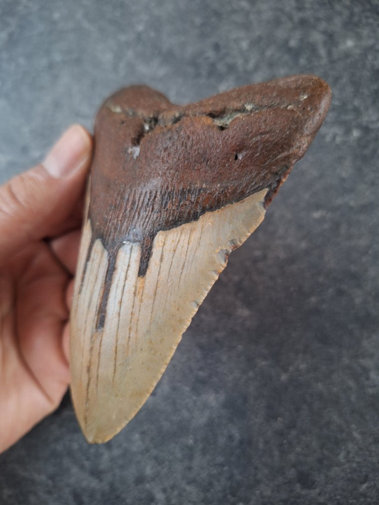 巨齿鲨 - 牙齿化石 - *FALLING DROPLETS* art TOOTH! - 12.5 cm - 8.6 cm #1.0