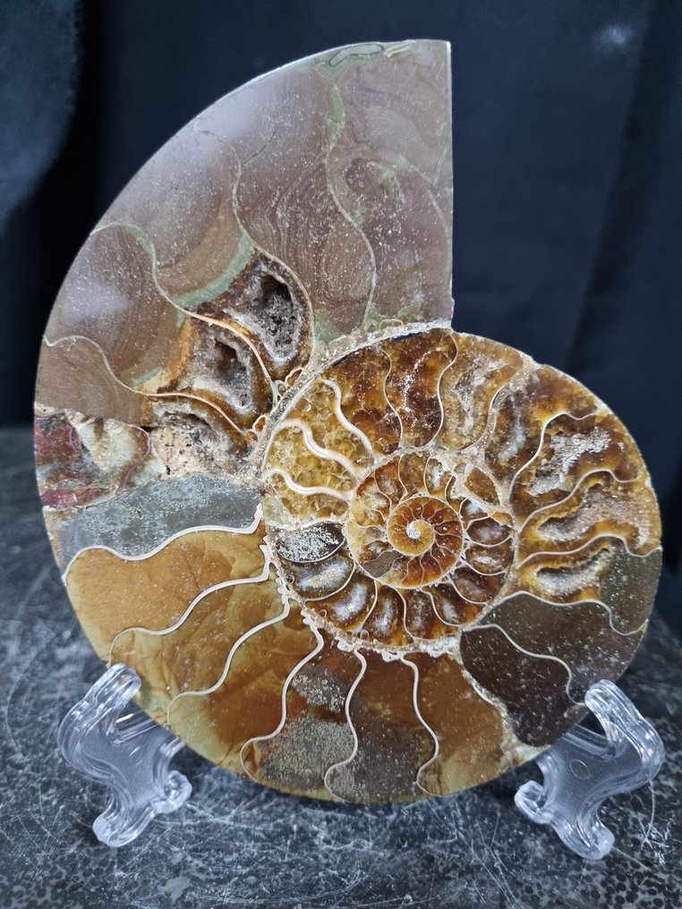 Όμορφο μεγάλο αμμόνητο - Σπάνιο χρώμα. - Απολιθωμένο ζώο - Aioloceras (Cleoniceras) sp - 138 mm - 110 mm  (χωρίς τιμή ασφαλείας) #1.0