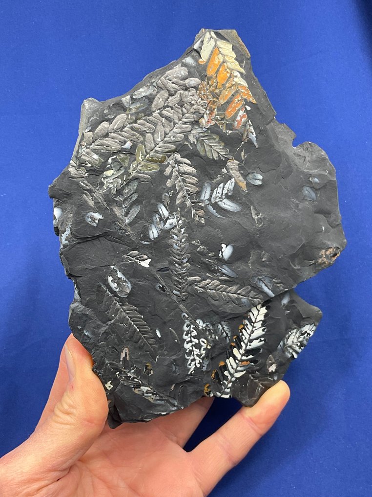 令人惊叹的彩色植物化石 - 植物化石 - Neuropteris sp. - 19 cm - 15 cm  (沒有保留價) #1.0