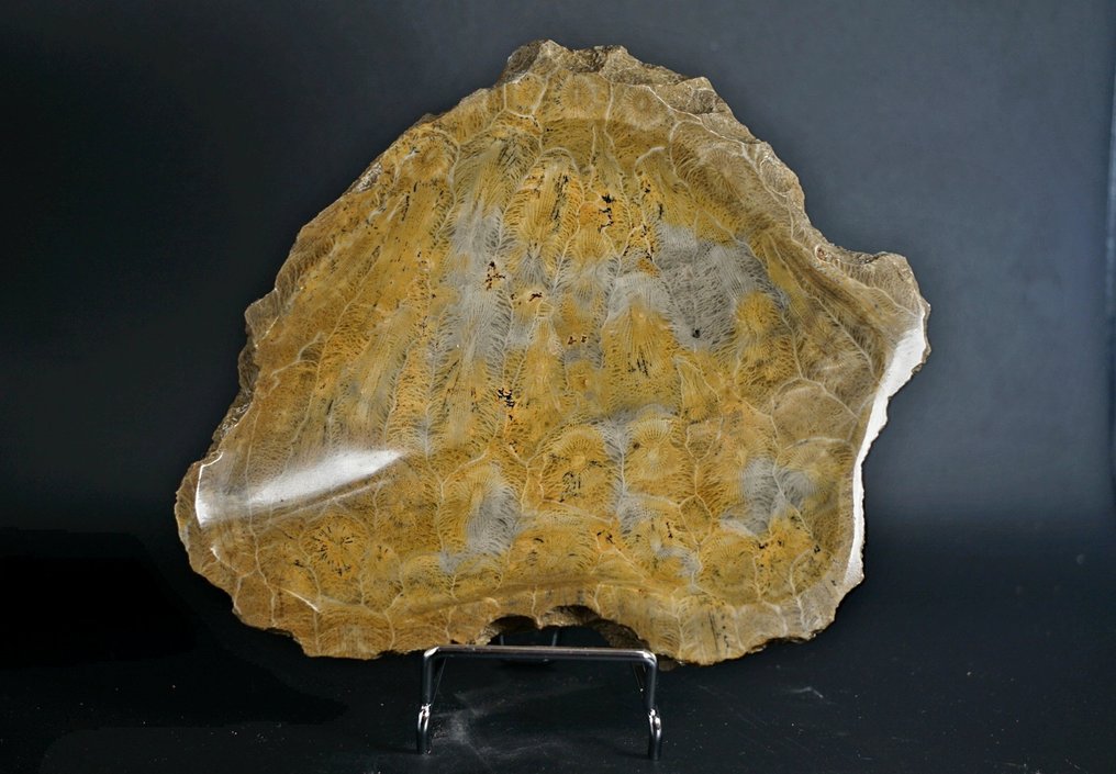 化石 - 动物化石 - Fossil coral dish - 18 cm  (没有保留价) #1.0