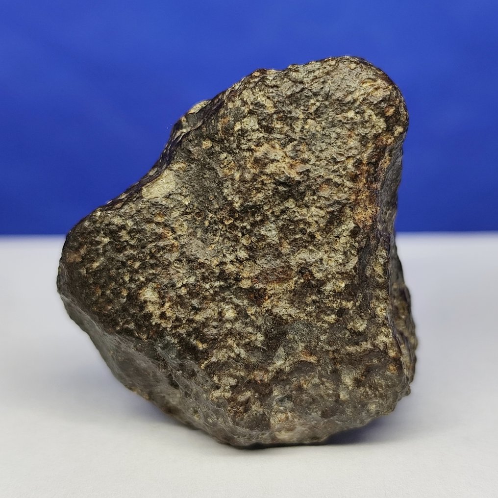 Authentic stony meteorite. NWA 869 (brecciated chondrite L3-6). Chondrules on surface! - 69.4 g #3.2