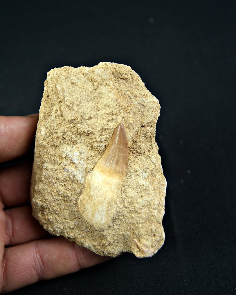 沧龙 - 牙齿化石 - Mosasaurus Alta calidad  (没有保留价) #1.0