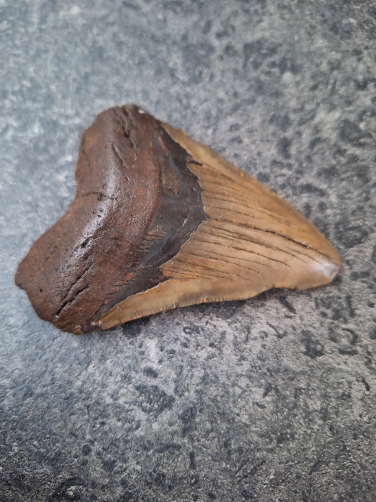 Megalodón - Diente fósil - 9 cm - 6.8 cm #4.3