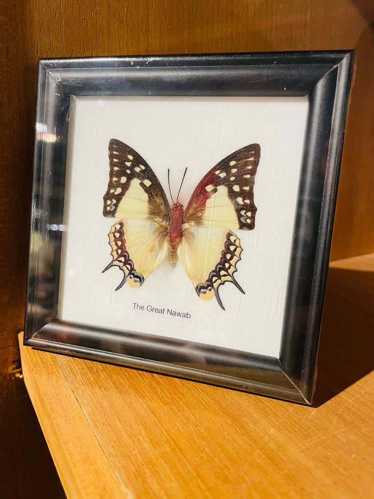 蝴蝶 动物标本剥制全身支架 - Polyurethane eudamippus - 12 cm - 12 cm - 1 cm - 非《濒危物种公约》物种 - 1 #1.0