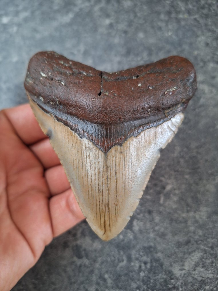 Megalodon - Fossil tooth - 9.2 cm - 7.7 cm #1.0