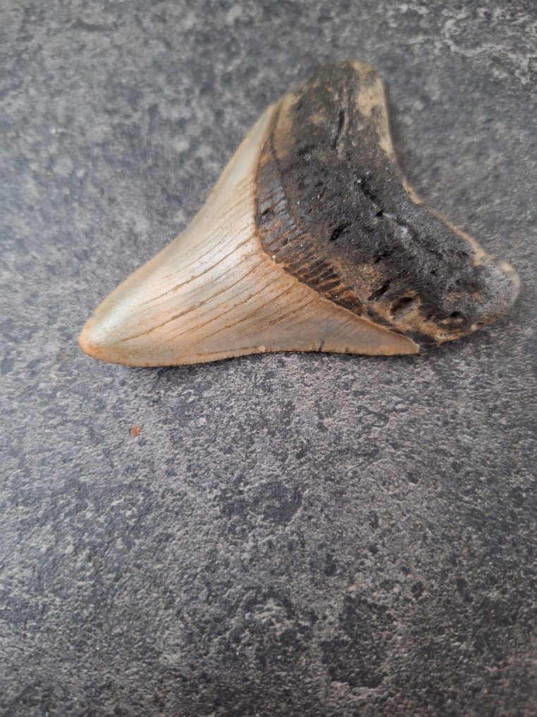 巨牙鯊 - 牙齒化石 - nice - 8.4 cm - 6.3 cm #3.2