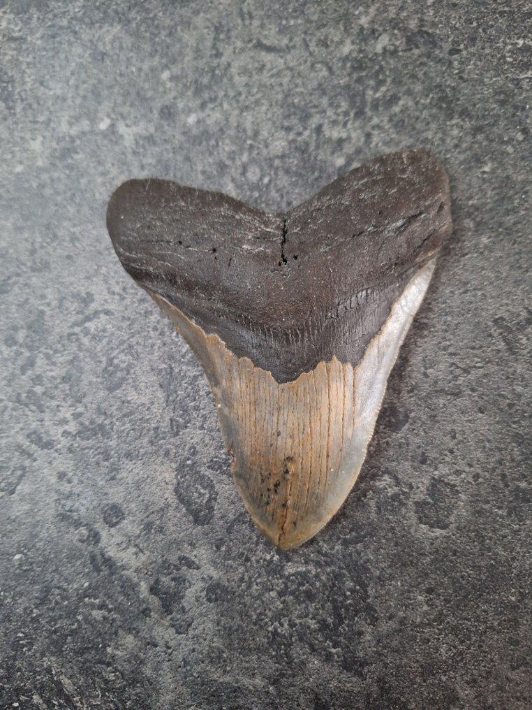 巨齿鲨 - 牙齿化石 - DARK FANG! - 11.7 cm - 9.5 cm #1.0