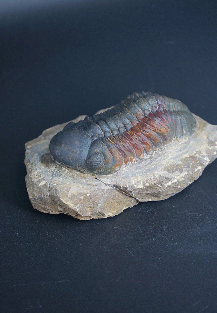 Trilobit - Tierfossil - Redoops cephalotes - 9 cm  (Ohne mindestpreis) #4.3