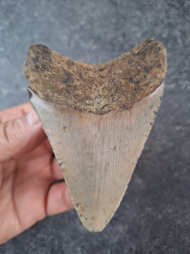 Megalodon - Fossil tooth - nice - 9.7 cm - 7 cm #3.2