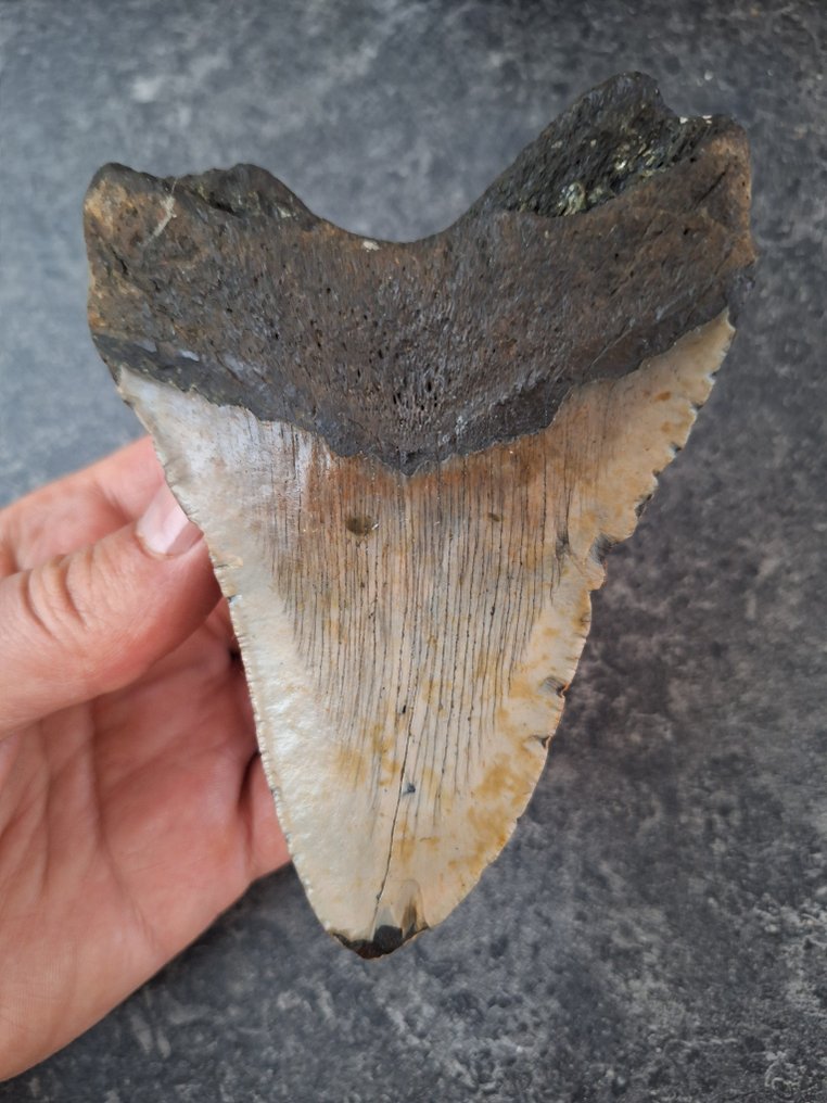 Megalodon - Fossil tooth - fatboy - 12.3 cm - 8.9 cm #1.0