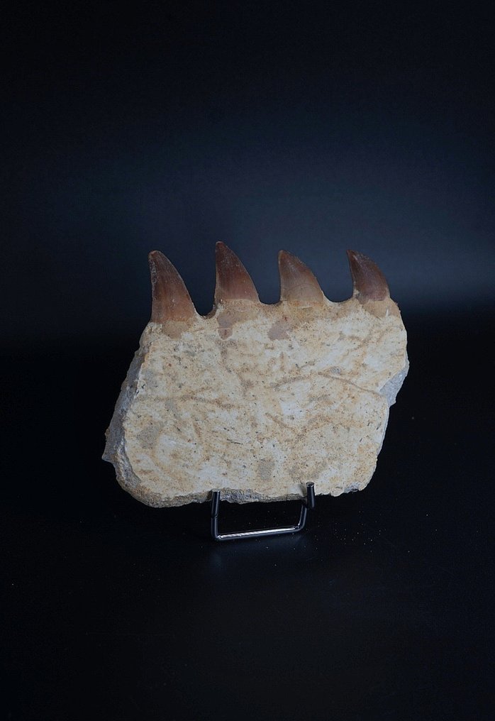 Mosasaurier - Tierfossil - 9 cm #1.0
