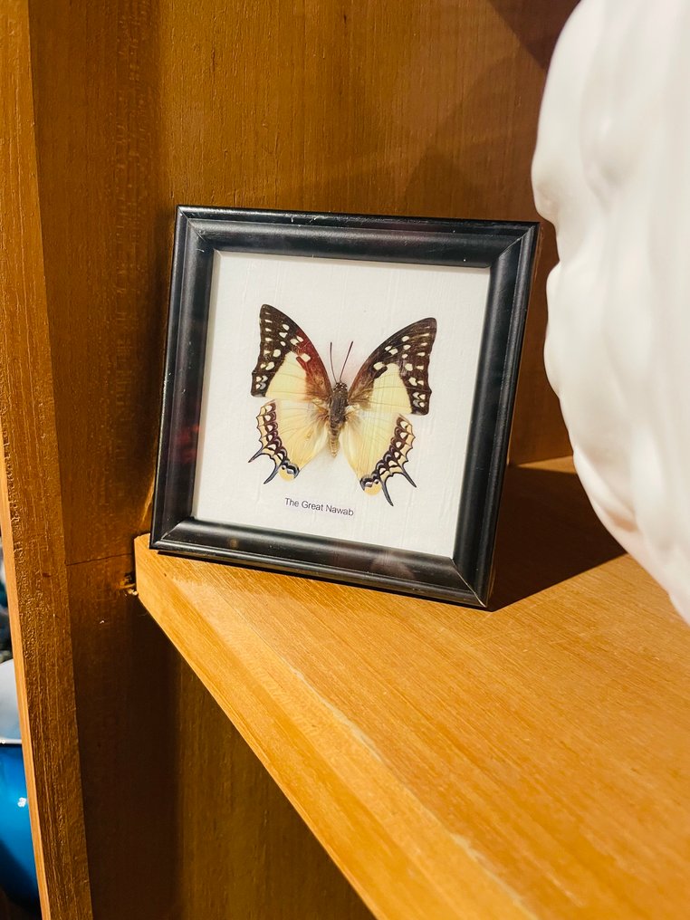 蝴蝶 动物标本剥制全身支架 - Polyurethane eudamippus - 12 cm - 12 cm - 1 cm - 非《濒危物种公约》物种 - 1 #2.1