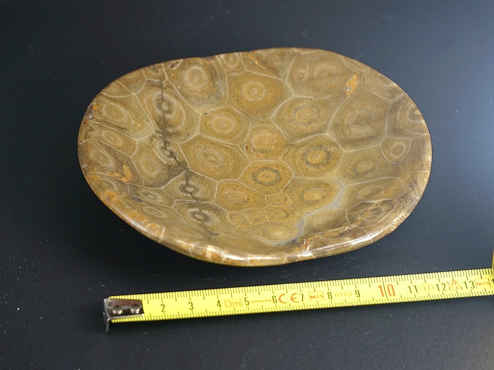 化石 - 动物化石 - Fossil coral dish - 13 cm  (没有保留价) #4.3