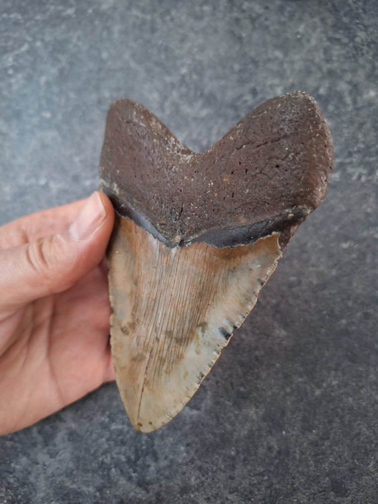 Megalodon - Fossil tooth - nice - 12.9 cm - 9.5 cm #2.1