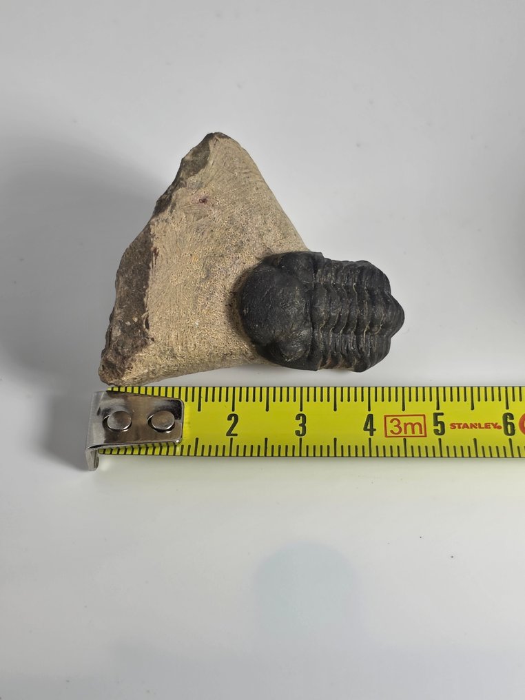 三葉蟲 - 動物化石 - Phacops - 4.5 cm  (沒有保留價) #4.3