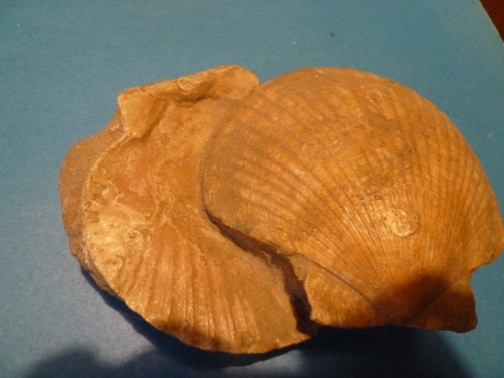 στρείδια Saint Jacques - Απολιθωμένος σκελετός - pecten maximus - 16 cm - 11 cm  (χωρίς τιμή ασφαλείας) #3.2