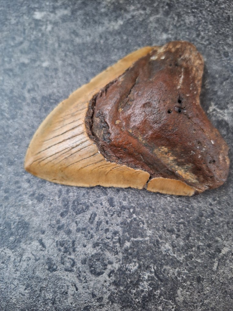 Megalodon - Απολιθωμένο δόντι - fatboy - 12.8 cm - 9 cm #4.3