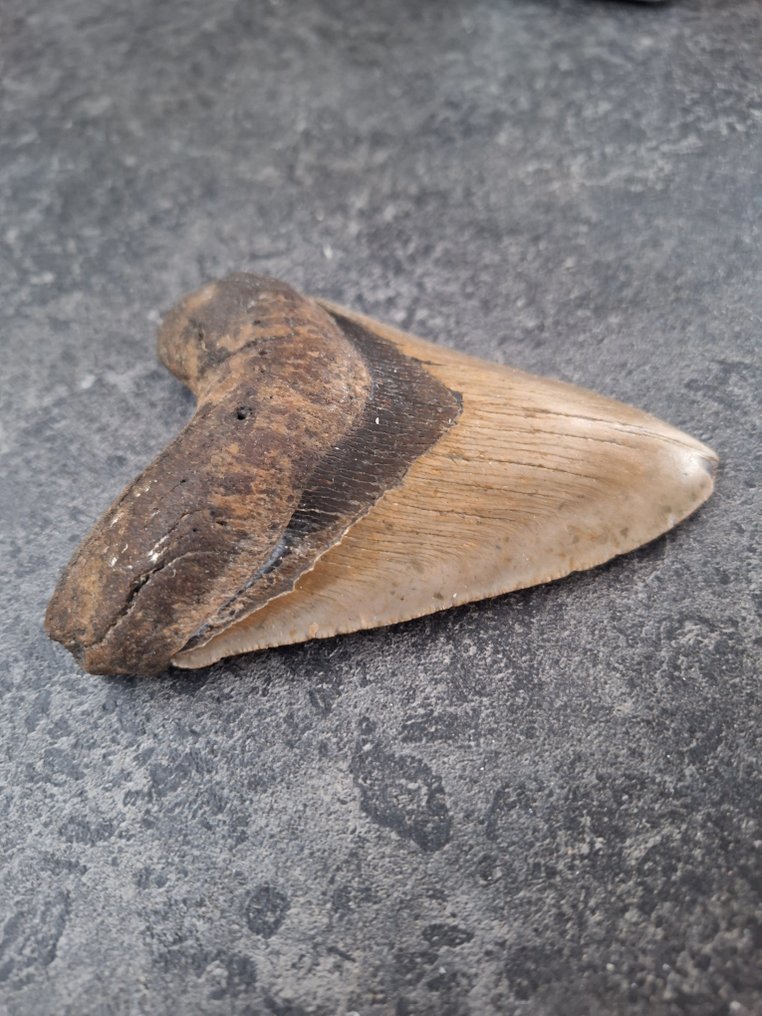 Megalodón - Diente fósil - nice - 12.2 cm - 9 cm #1.0