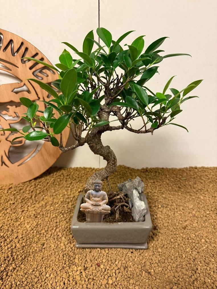Συκιά μπονσάι (Ficus) - Ύψος (Δέντρο): 31 cm - Βάθος (Δέντρο): 24 cm - Βέλγιο #1.0