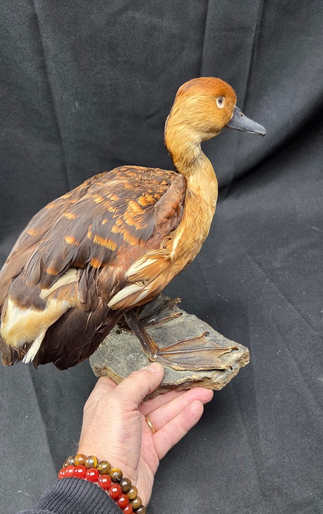 Fulvous Whistling Duck - Καλή παρουσίαση Βάση ταρίχευσης ολόκληρου σώματος - Dendrocygna bicolor - 26 cm - 36 cm - 0 cm - Είδη που δεν ανήκουν στο CITES #2.1