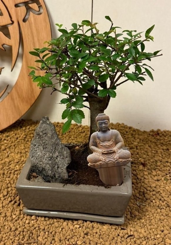 Ιαπωνική φτελιά μπονσάι (Τζέλοβα) - Ύψος (Δέντρο): 20 cm - Βάθος (Δέντρο): 15 cm - Βέλγιο #1.0