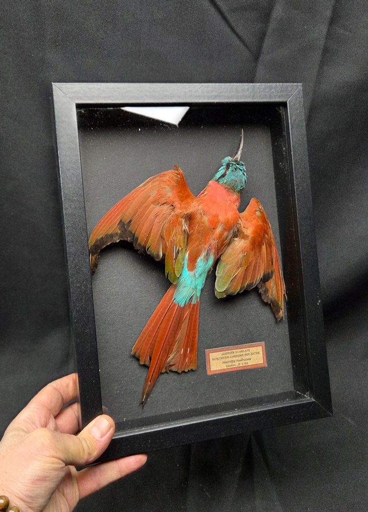 .  - Diorama Northern Carmine Bee-eater incide museum farm  32x24 cm - Merops nubicus - pas une espèce CITES. #1.0