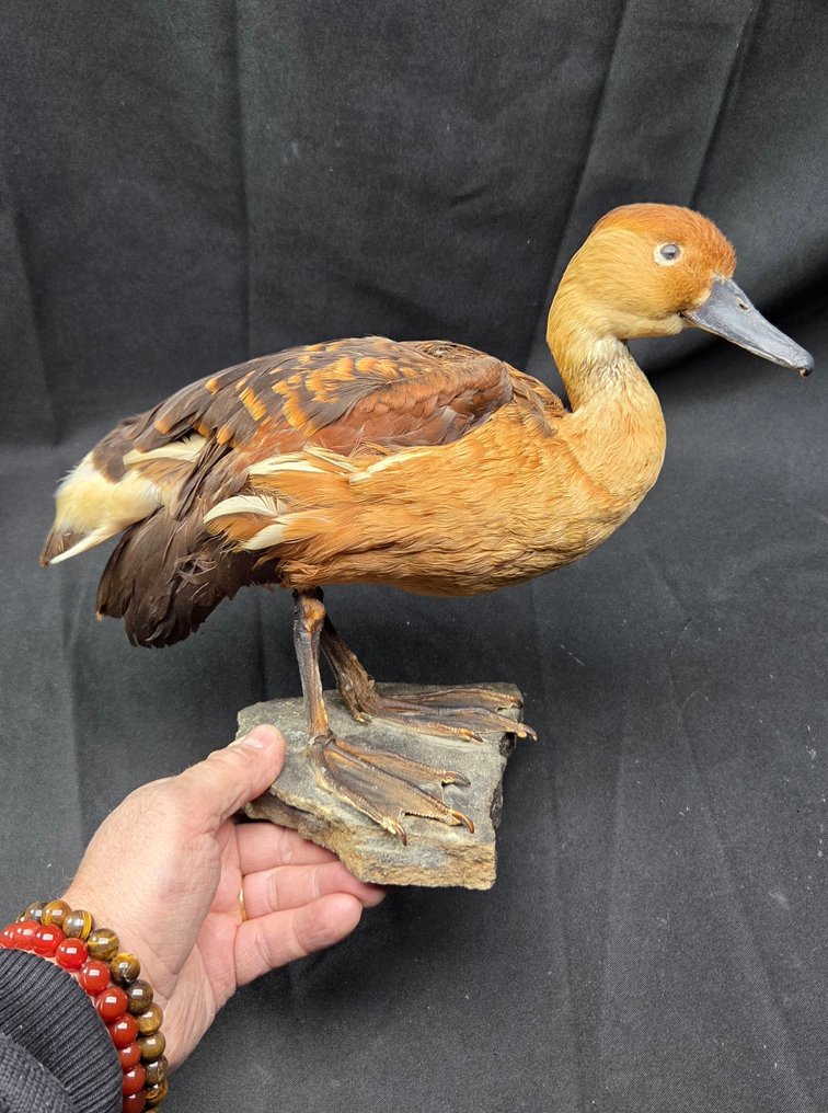 Fulvous Whistling Duck - Καλή παρουσίαση Βάση ταρίχευσης ολόκληρου σώματος - Dendrocygna bicolor - 26 cm - 36 cm - 0 cm - Είδη που δεν ανήκουν στο CITES #1.0