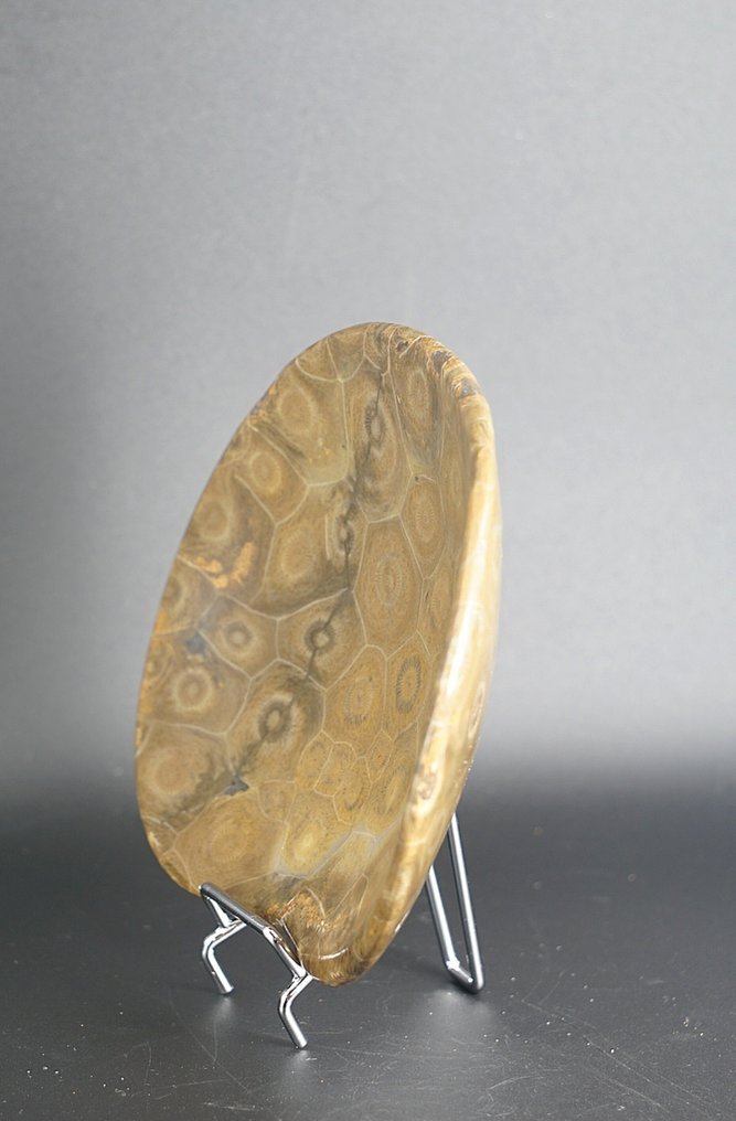 化石 - 动物化石 - Fossil coral dish - 13 cm  (没有保留价) #2.1