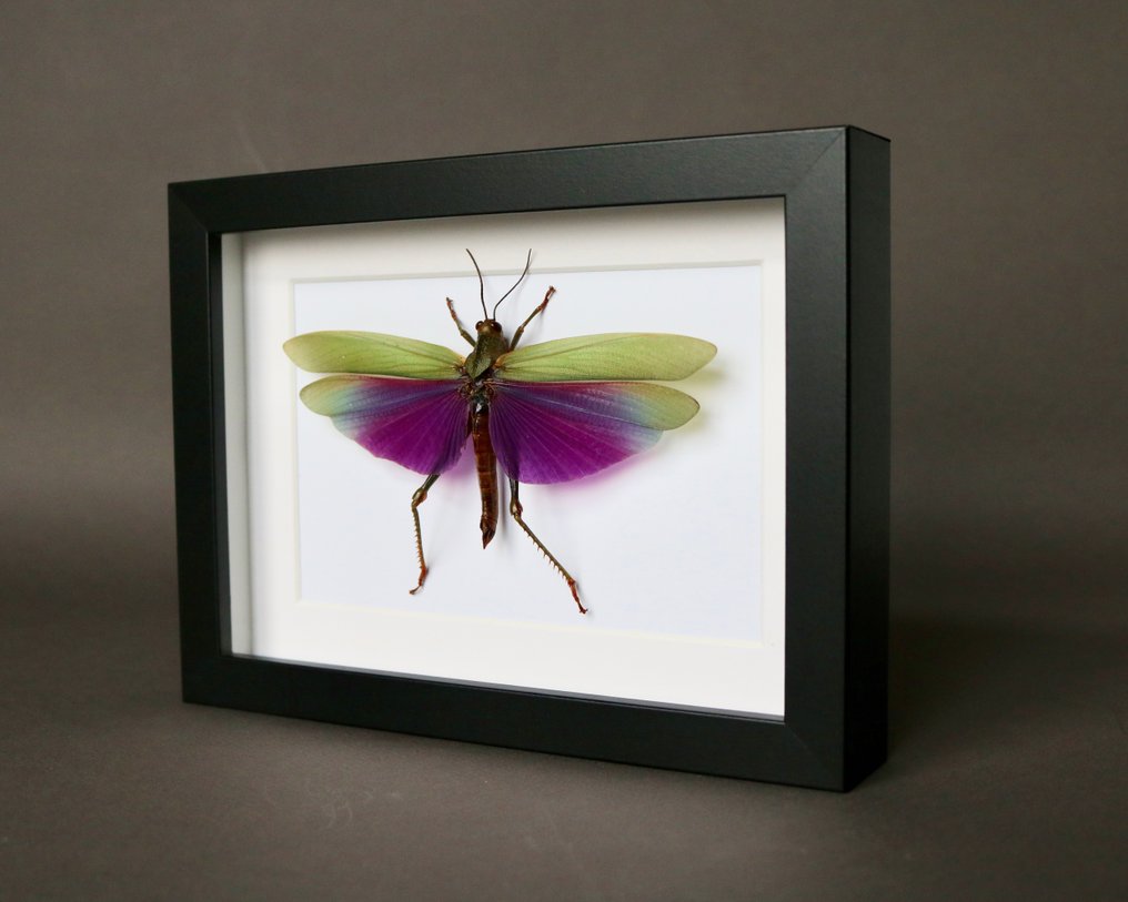 蚱蜢 动物标本剥制全身支架 - Titanacris albipes - 18 cm - 13 cm - 2 cm - 非《濒危物种公约》物种 - 1 #3.2