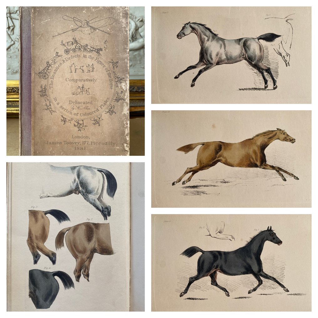 H. Alken - The Horse: His Beauties and Defects. - 1881 #1.0