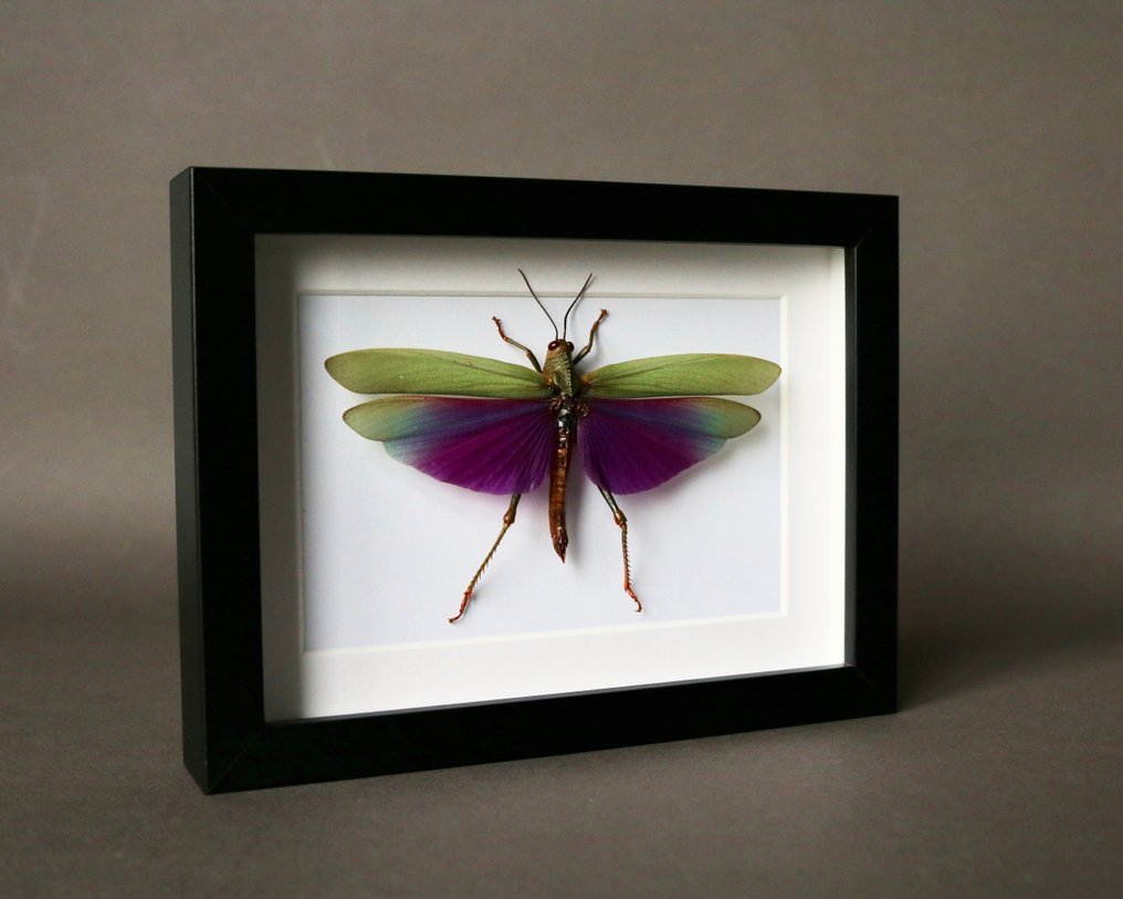 蚱蜢 动物标本剥制全身支架 - Titanacris albipes - 18 cm - 13 cm - 2 cm - 非《濒危物种公约》物种 - 1 #4.3