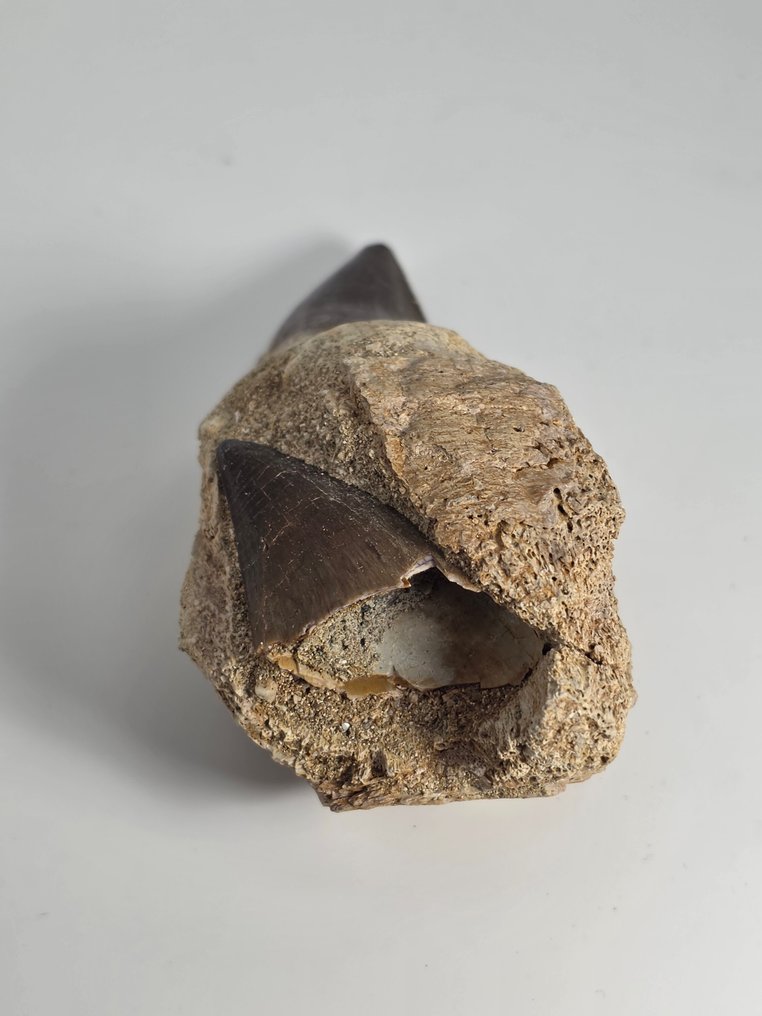 Mosasaur - Fossil tooth - 10.5 cm  (No reserve price) #4.3