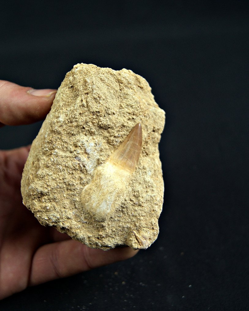 沧龙 - 牙齿化石 - Mosasaurus Alta calidad  (没有保留价) #3.2