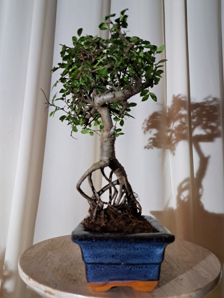 中国榆木盆景（樃榆） - 高度 (树干): 25 cm - 深度 (树干): 20 cm - 荷兰 #2.1