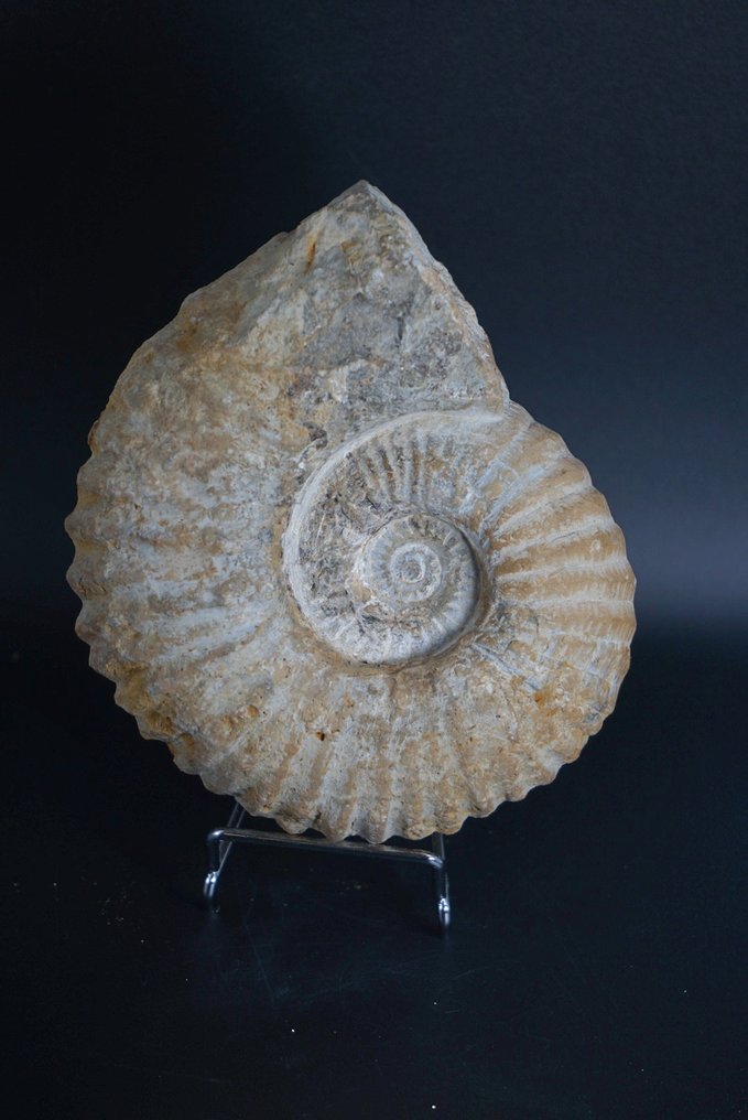 斑彩螺 - 动物化石 - Mantelliceras - 13 cm  (没有保留价) #1.0