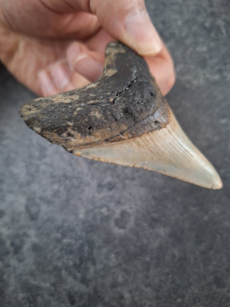 巨牙鯊 - 牙齒化石 - nice - 8.4 cm - 6.3 cm #1.0