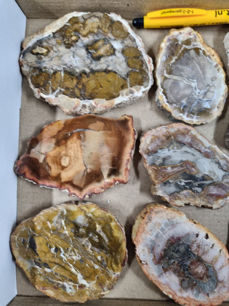 Μεγάλη ποσότητα HQ πλακών απολιθωμένου ξύλου 11 - 7,5 εκ. Σύμπλεγμα κρυστάλλων- 1444 g #1.0