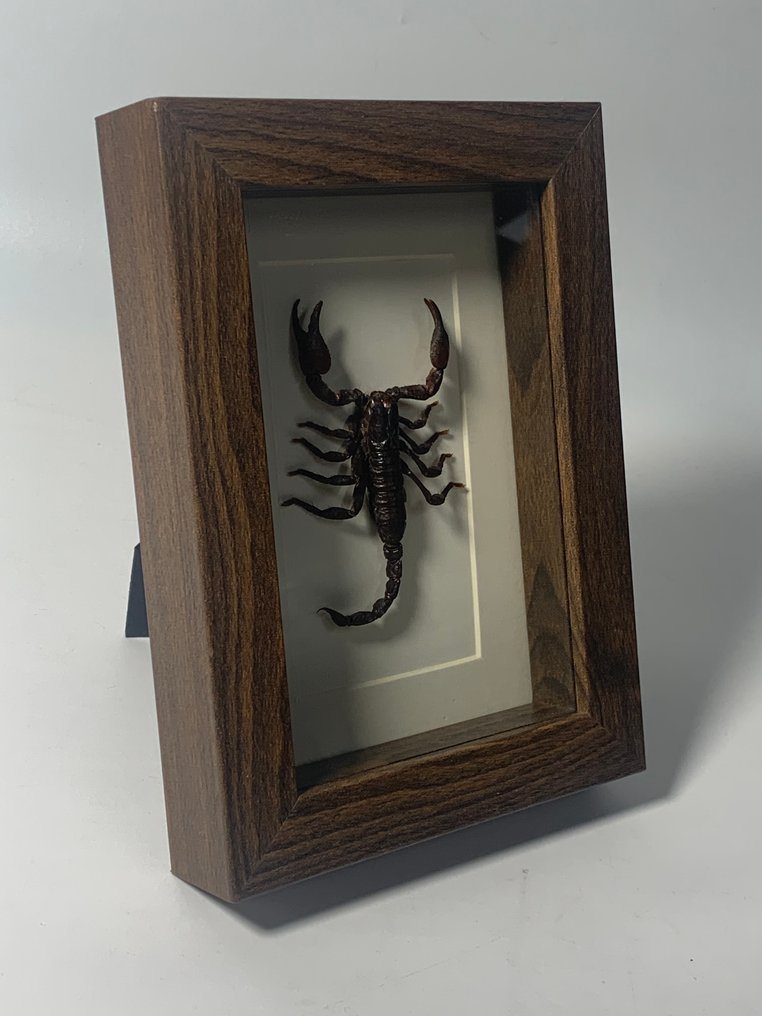 Σκορπιός Σκέπασμα - Heterometrus - 18 cm - 13 cm - 3 cm - 1 #2.1