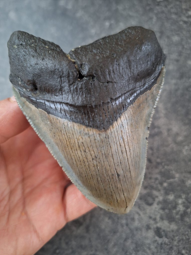 巨牙鯊 - 牙齒化石 - 10.3 cm - 7.3 cm #1.0