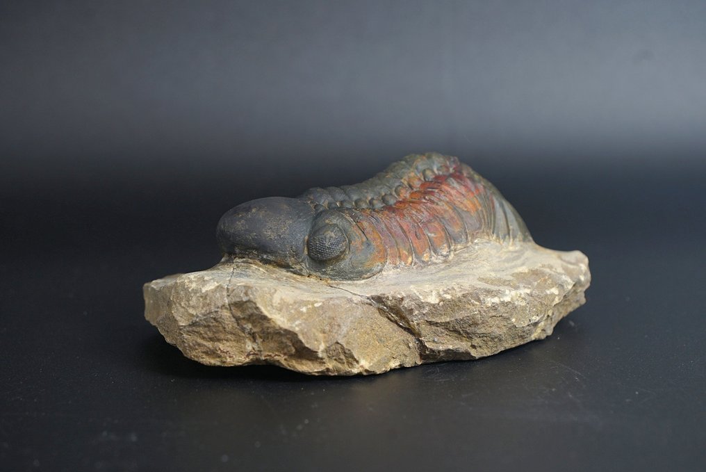Trilobit - Tierfossil - Redoops cephalotes - 9 cm  (Ohne mindestpreis) #2.1