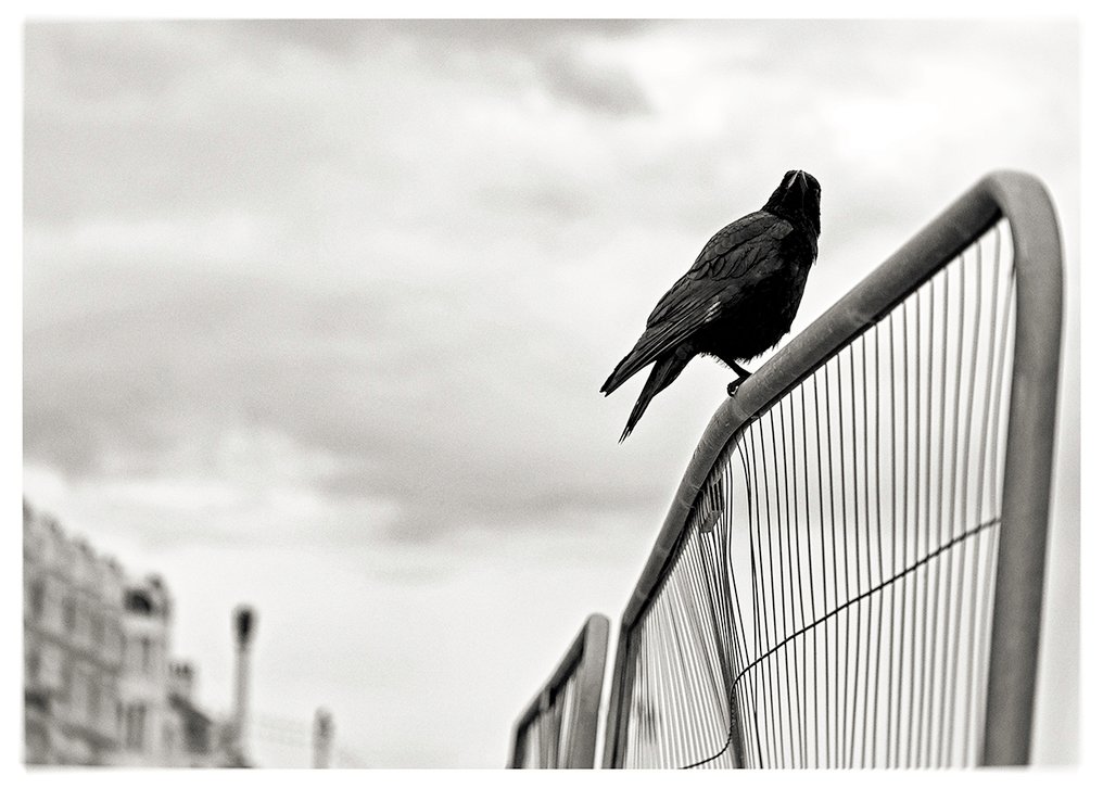 Roberto Cavalli (1971) - Into the wild, In Brighton /  #625 #2.1