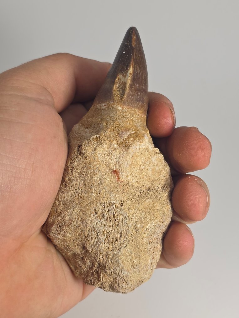 沧龙 - 牙齿化石 - 10.5 cm  (没有保留价) #1.0