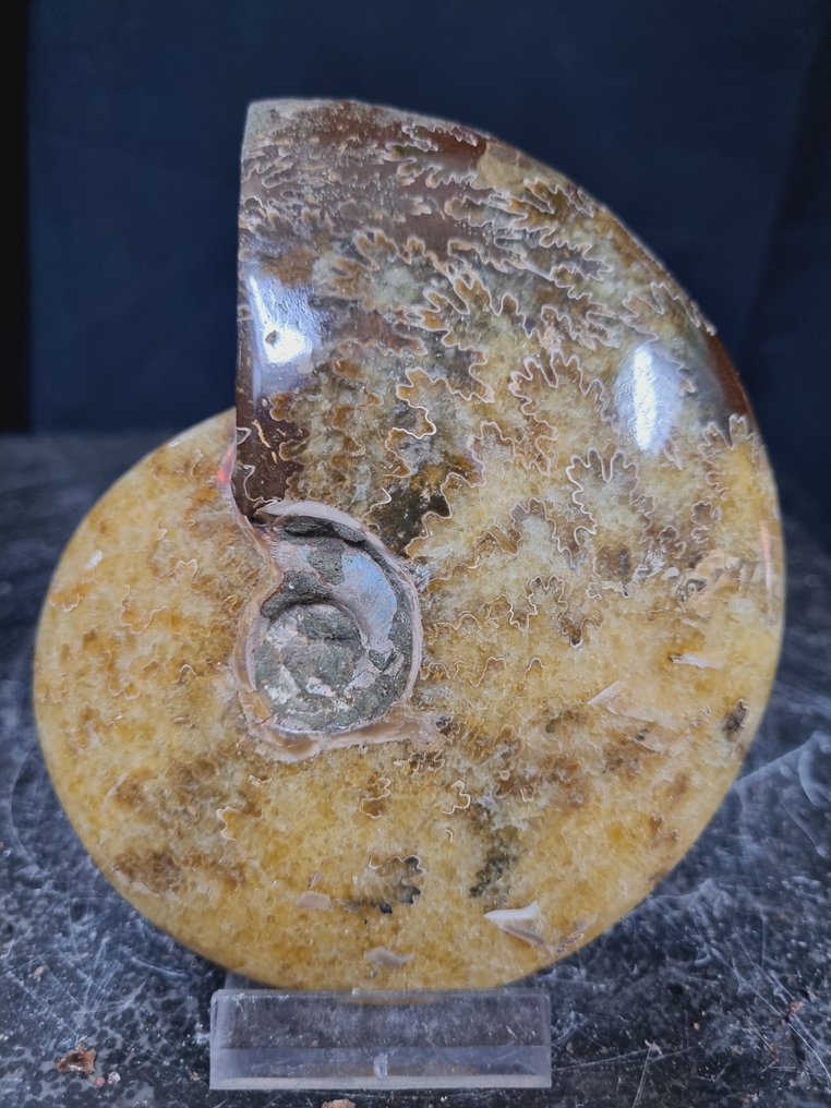 美丽的巨大菊石，具有美丽的图案 - 動物化石 - Aioloceras (Cleoniceras) sp - 117 mm - 95 mm  (沒有保留價) #1.0