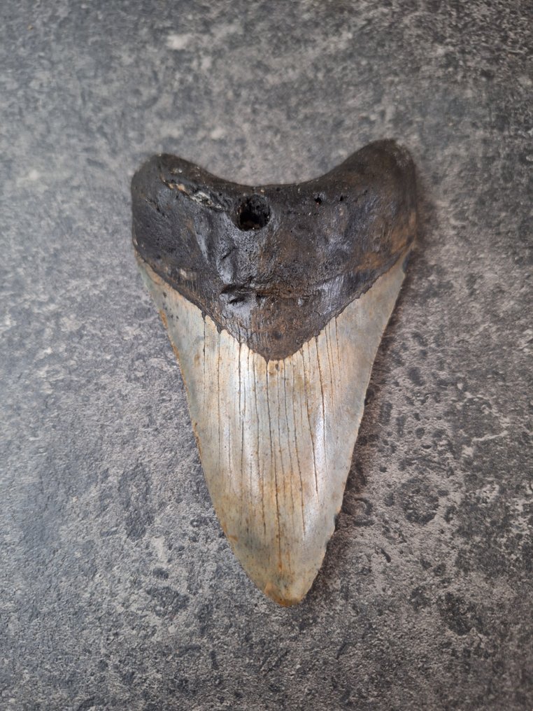 巨齿鲨 - 牙齿化石 - lower jaw! - 11.5 cm - 7.6 cm #1.0