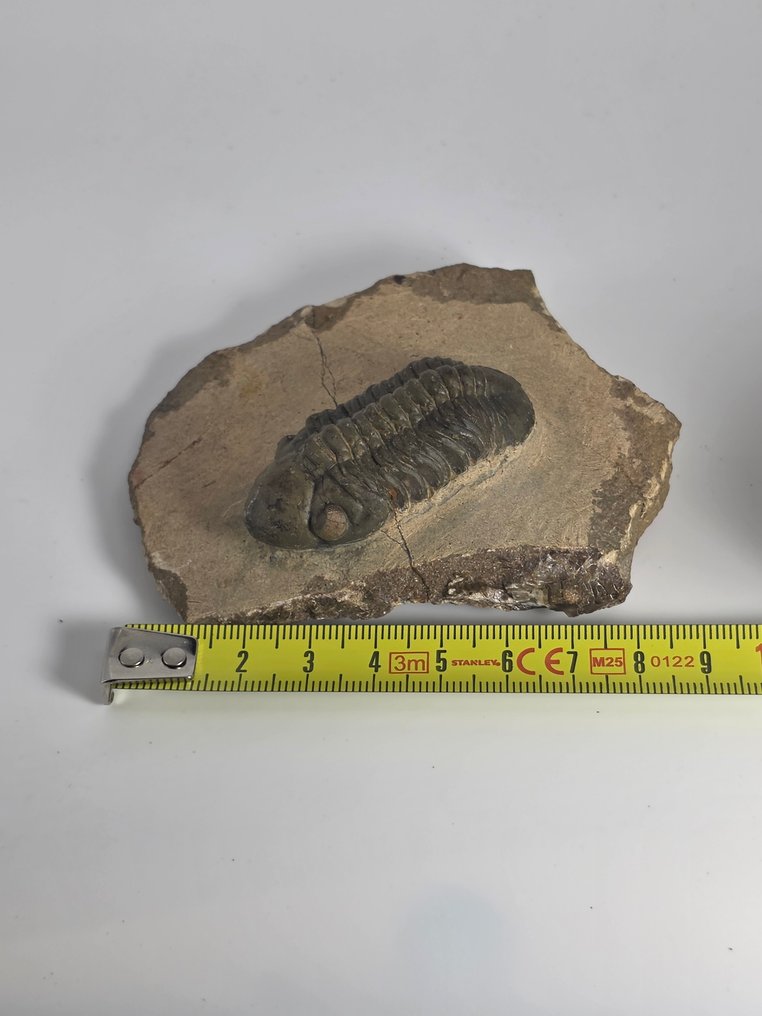 三叶虫 - 动物化石 - reedops chepalotes/Diademaproetus praecurso - 9 cm  (没有保留价) #4.3