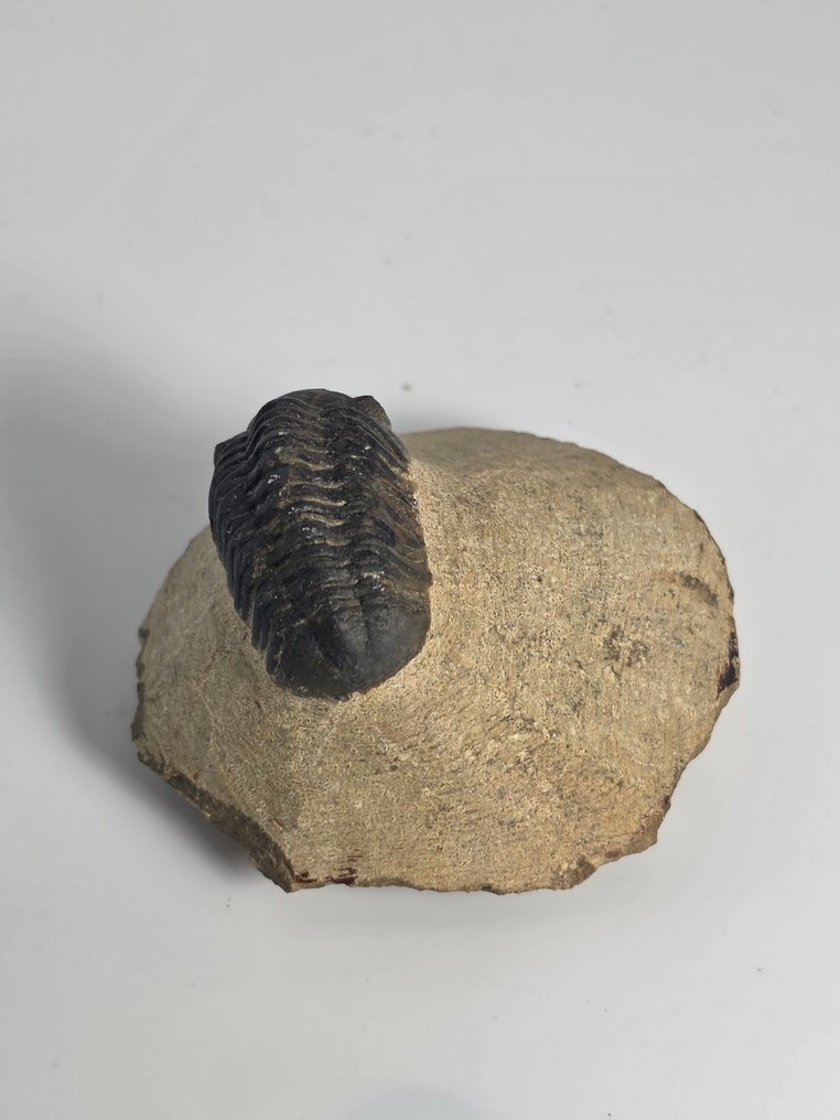 三葉蟲 - 動物化石 - Phacops - 5.5 cm  (沒有保留價) #4.3