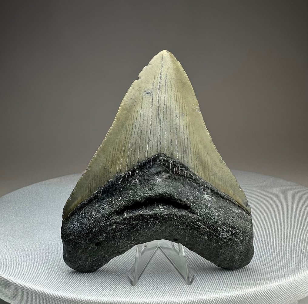 Megalodon - Fossil tooth - 10 cm - 8 cm #1.0
