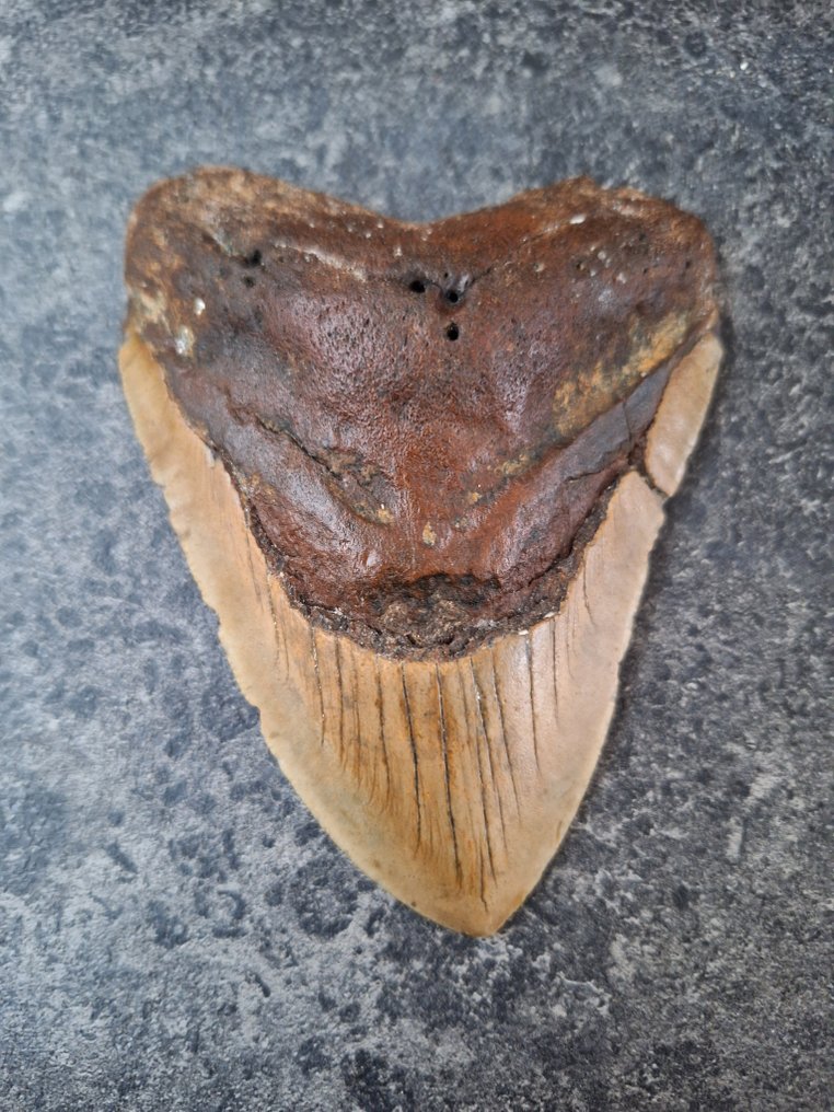 Megalodon - Απολιθωμένο δόντι - fatboy - 12.8 cm - 9 cm #3.2