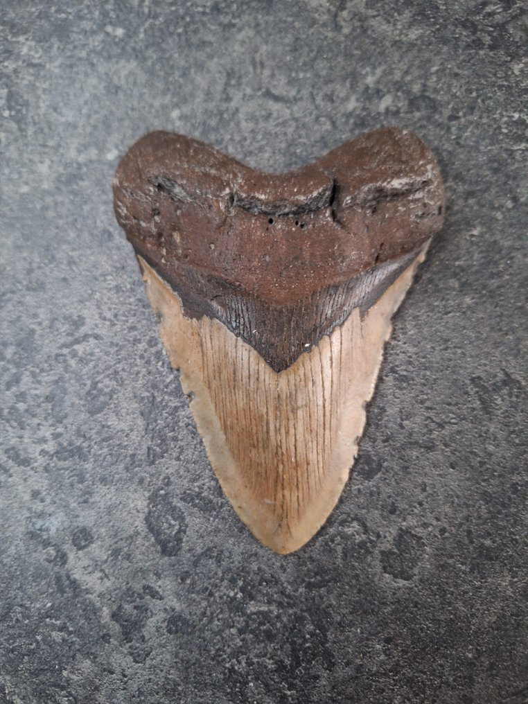 Megalodon - Fossil tooth - nice - 12.9 cm - 9.5 cm #4.3